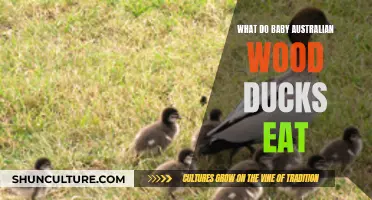 Feeding Habits of Baby Australian Wood Ducks Explored