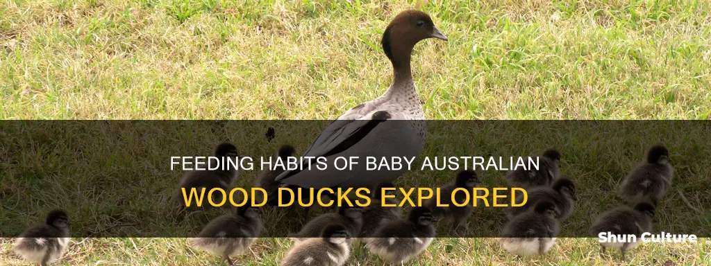 what do baby australian wood ducks eat