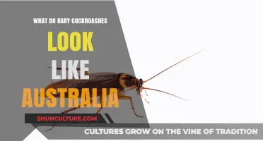 Recognizing Baby Cockroaches: A Guide for Australians