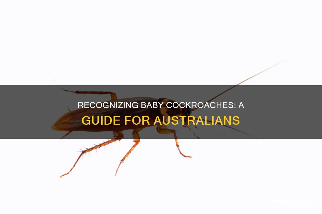 what do baby cockroaches look like australia