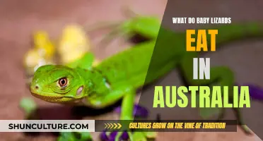 Feeding Baby Lizards in Australia: A Guide
