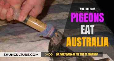 Feeding Baby Pigeons in Australia: A Guide