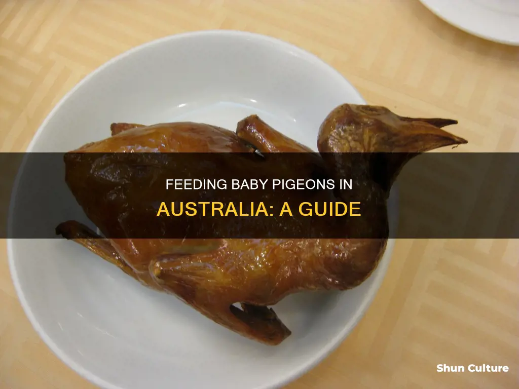 what do baby pigeons eat australia