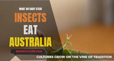 Baby Stick Insects: A Guide to Their Diet in Australia
