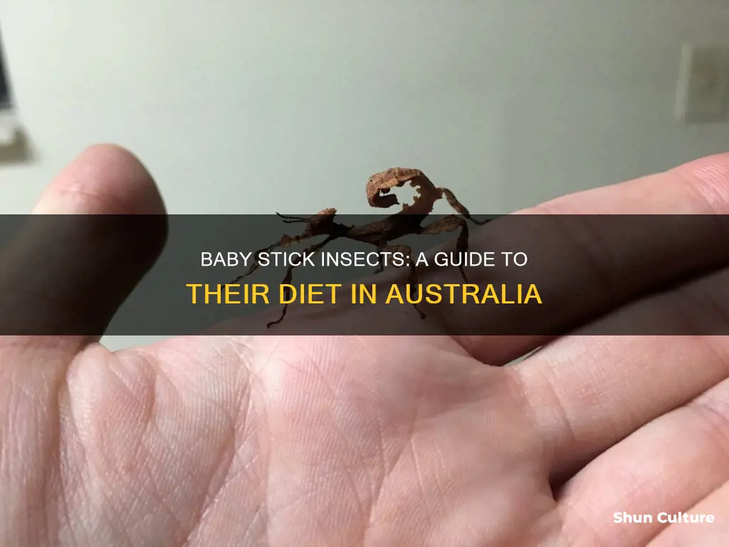 what do baby stick insects eat australia
