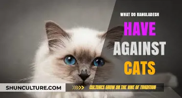 Bangladesh's Cultural Stance: Why Cats Face Misconceptions and Challenges