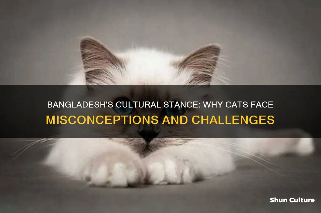 what do bangladesh have against cats