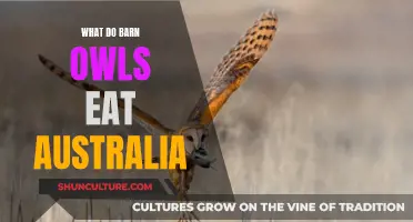 Barn Owls' Diet in Australia: What's on the Menu?