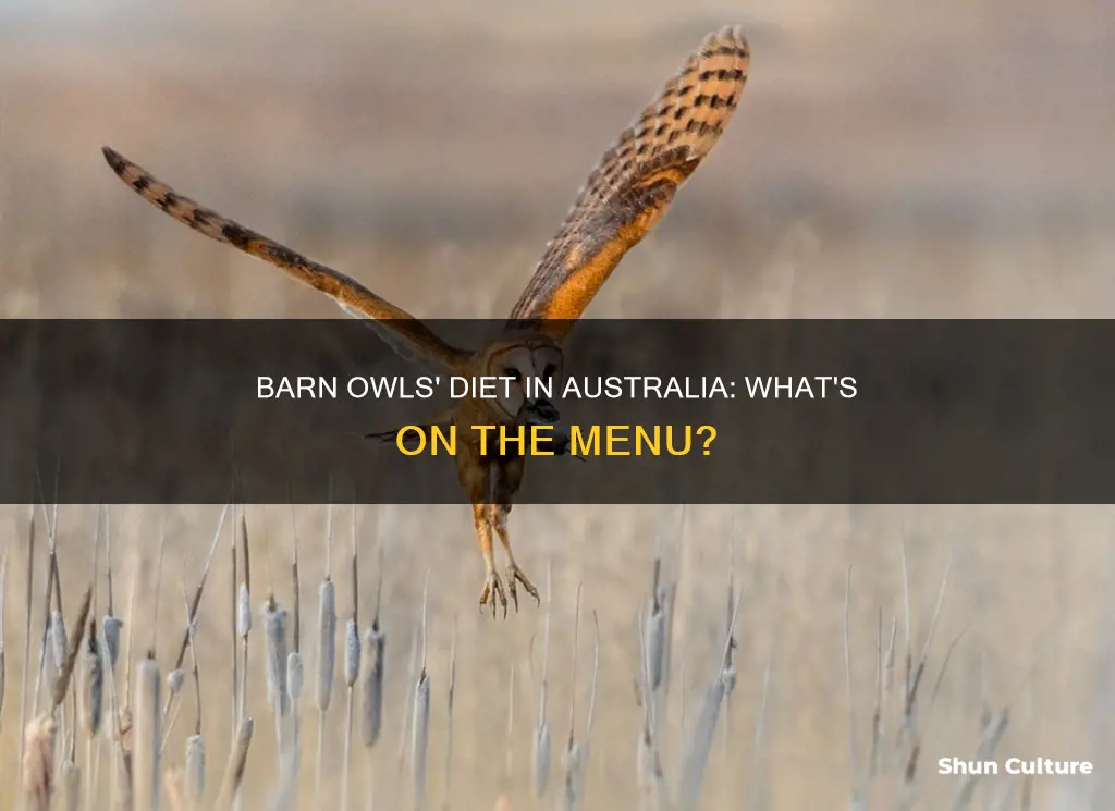 what do barn owls eat australia