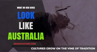 Bed Bug Appearance in Australia: What to Look For