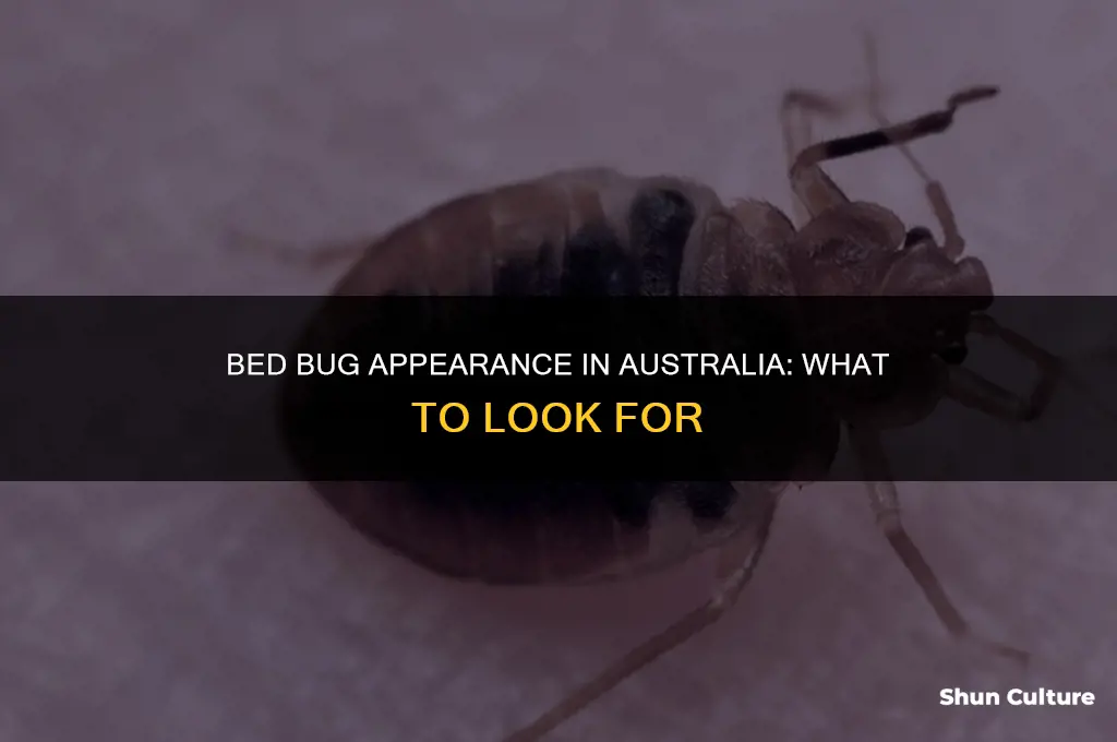 what do bed bugs look like australia