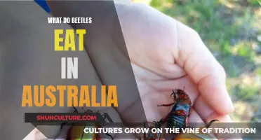 Beetles' Diet Down Under: What Do They Eat?