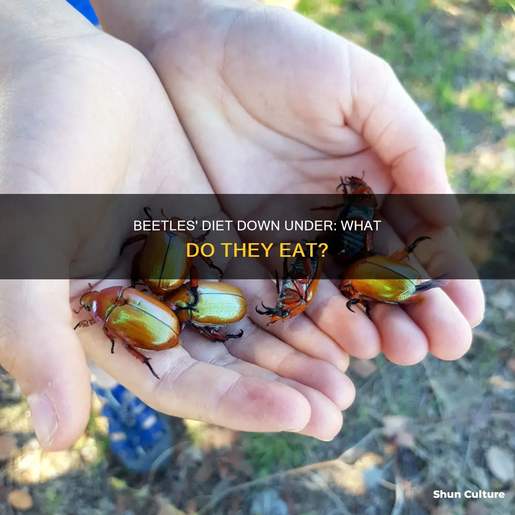 what do beetles eat in australia