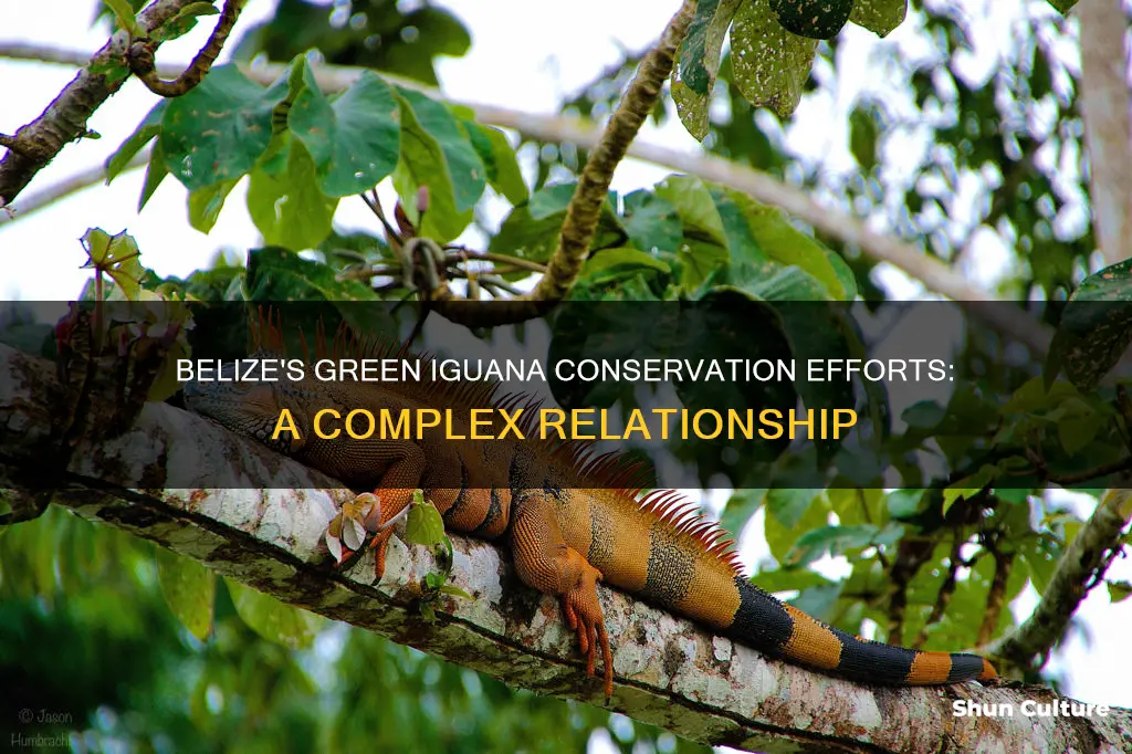 what do belize do with green iguanas