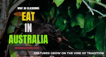 Blackbirds' Diet in Australia: Nature's Bounty
