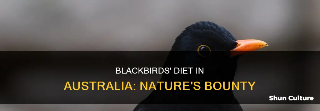 what do blackbirds eat in australia