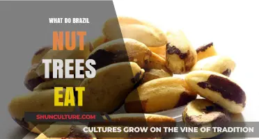 What Do Brazil Nut Trees Eat? Unveiling Their Unique Rainforest Diet