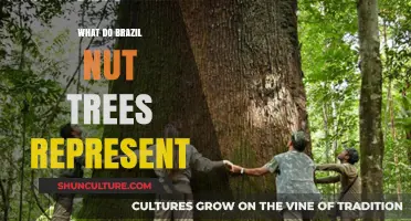 Brazil Nut Trees: Symbolism, Ecology, and Cultural Significance Explored