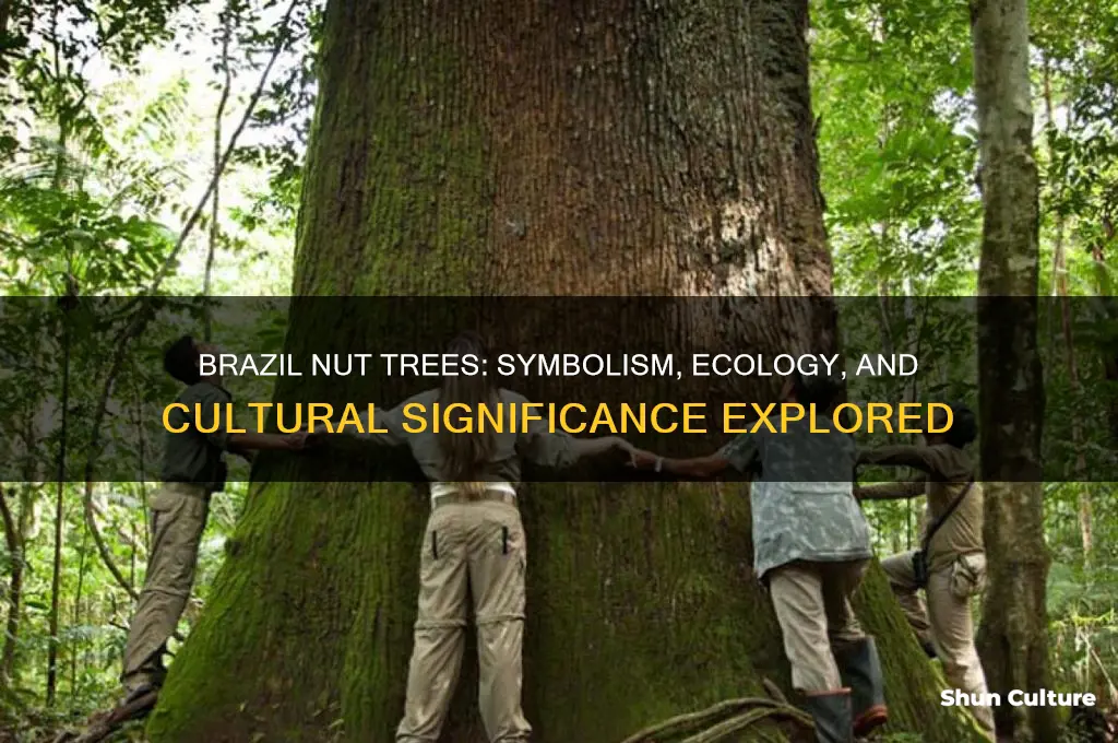 what do brazil nut trees represent