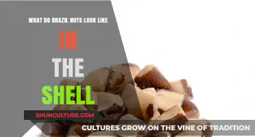 Exploring Brazil Nuts: Their Unique Shell Appearance and Characteristics