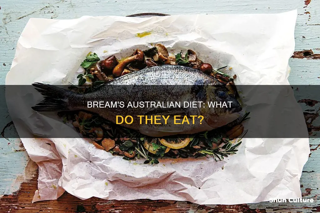 what do bream eat in australia