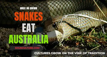 Brown Snakes' Diet in Australia: What They Eat and Why