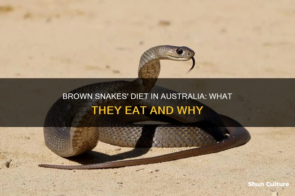 what do brown snakes eat australia