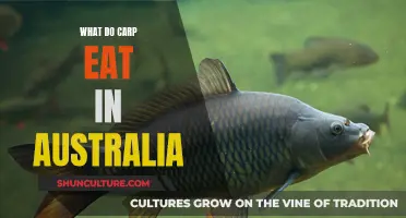 Carp Diet in Australia: Understanding Their Unique Feeding Habits