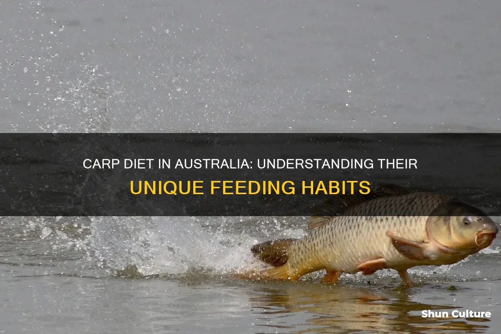 what do carp eat in australia