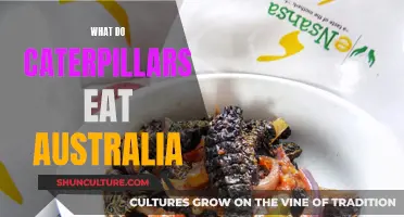 Caterpillar Diet: What Do They Eat in Australia?