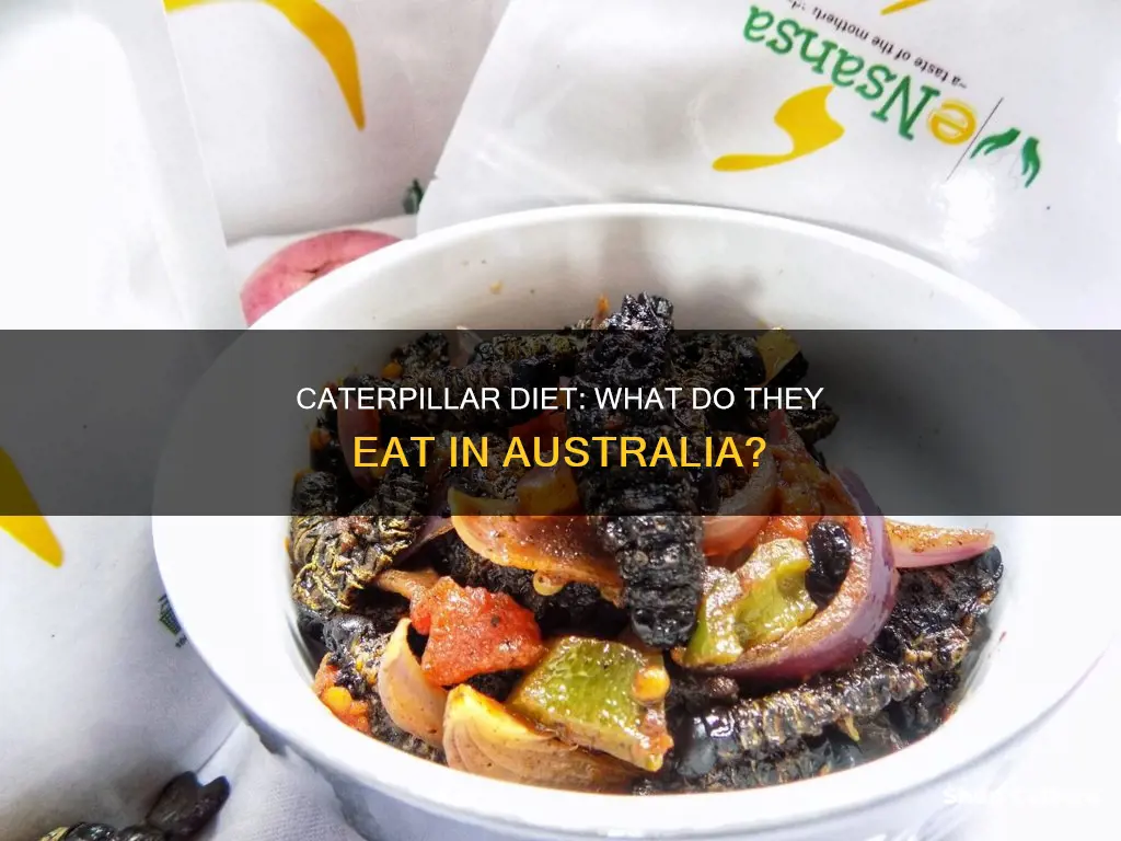 what do caterpillars eat australia