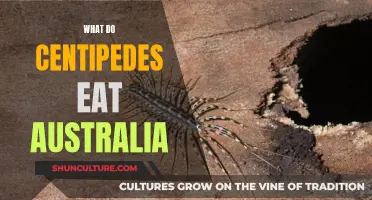 Centipedes' Diet in Australia: What They Eat and Why