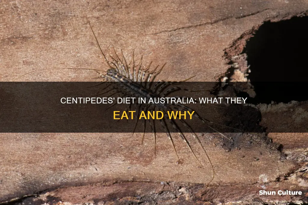 what do centipedes eat australia