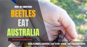 Christmas Beetle Diet: What Do They Eat in Australia?