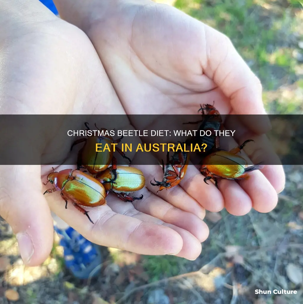 what do christmas beetles eat australia