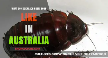 Cockroach Nests: What to Look For in Australia