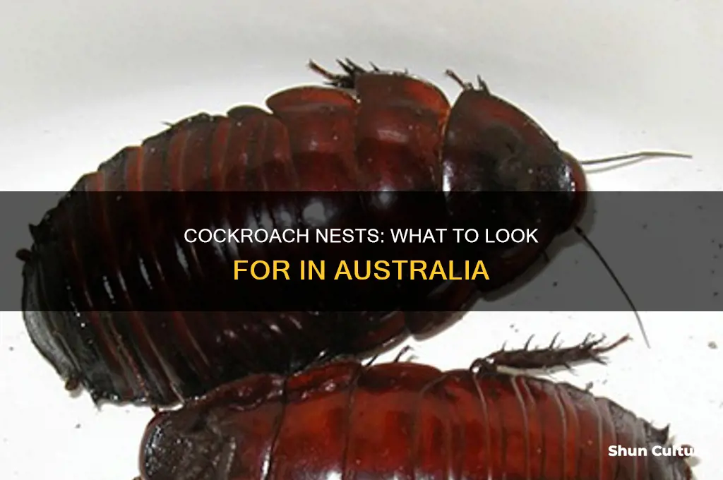 what do cockroach nests look like in australia