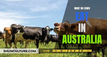 Grazing Down Under: What Do Australian Cows Eat?