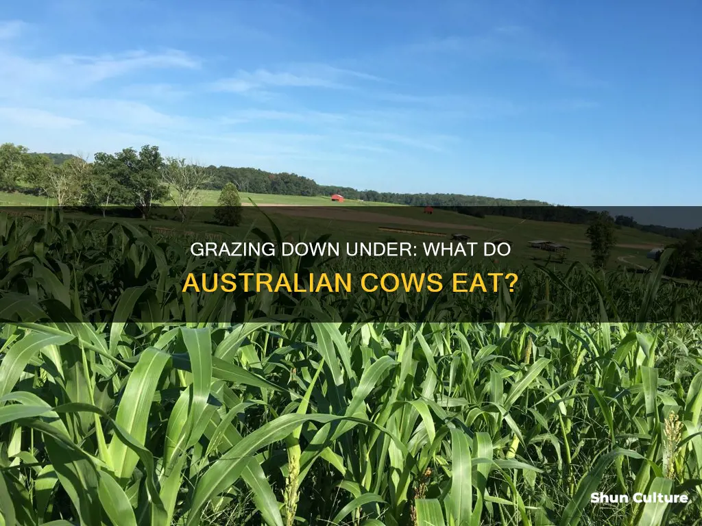 what do cows eat in australia
