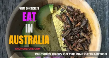 Crickets' Diet in Australia: What Do They Eat?