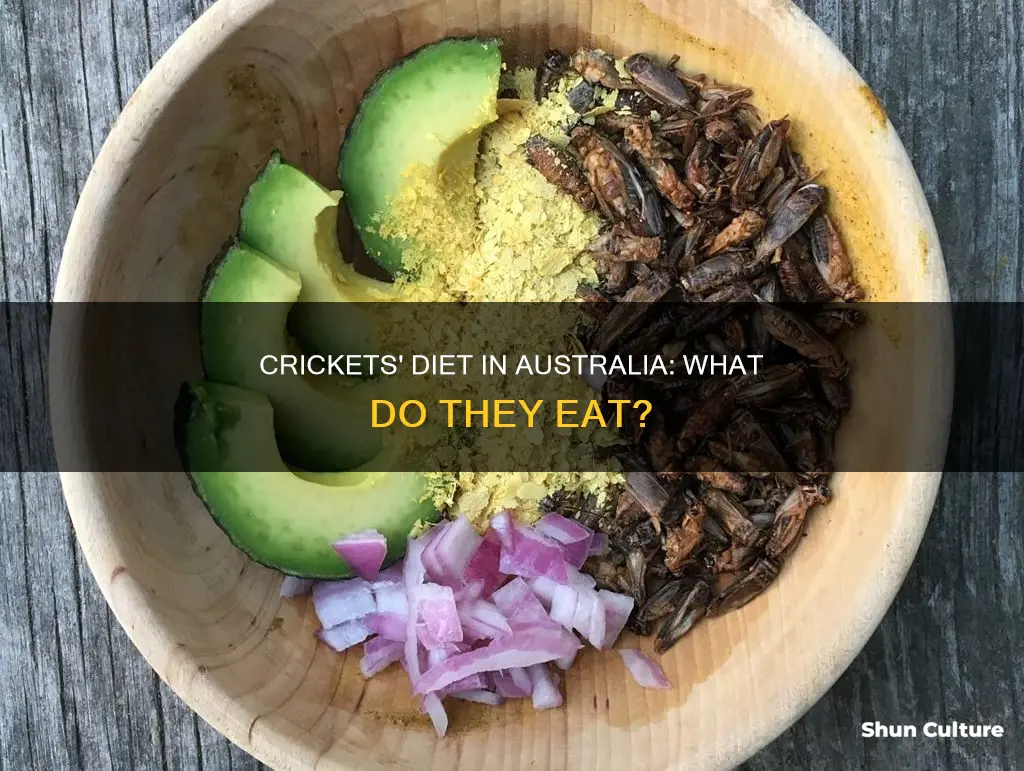 what do crickets eat in australia