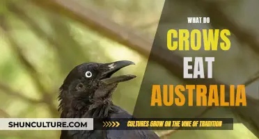 Crows' Diet in Australia: What Do They Eat?