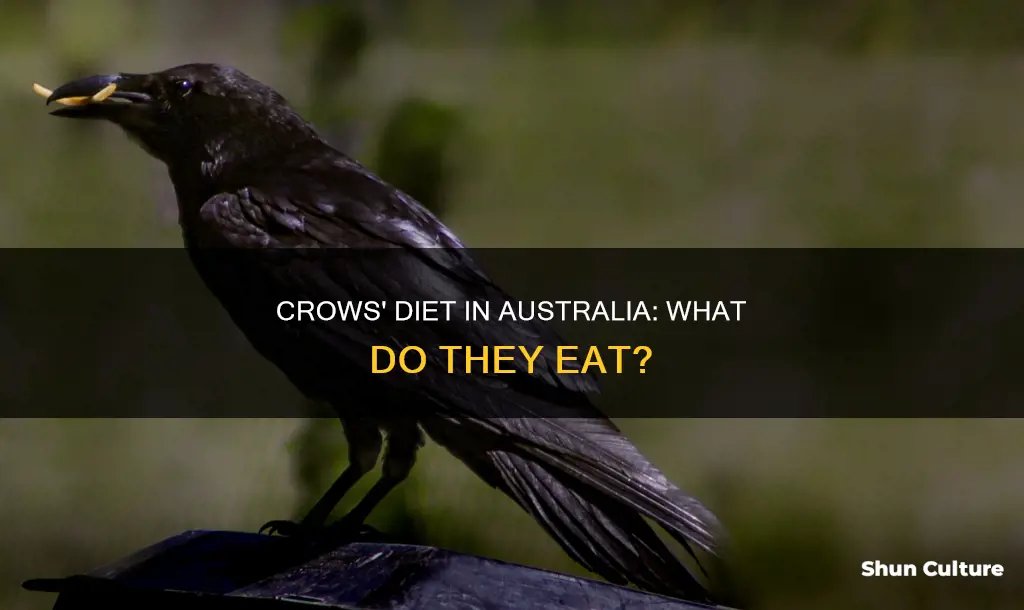 what do crows eat australia