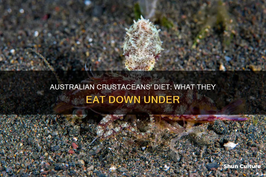 what do crustaceans eat in australia