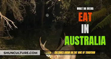 Deer Diet Down Under: What Do They Eat?