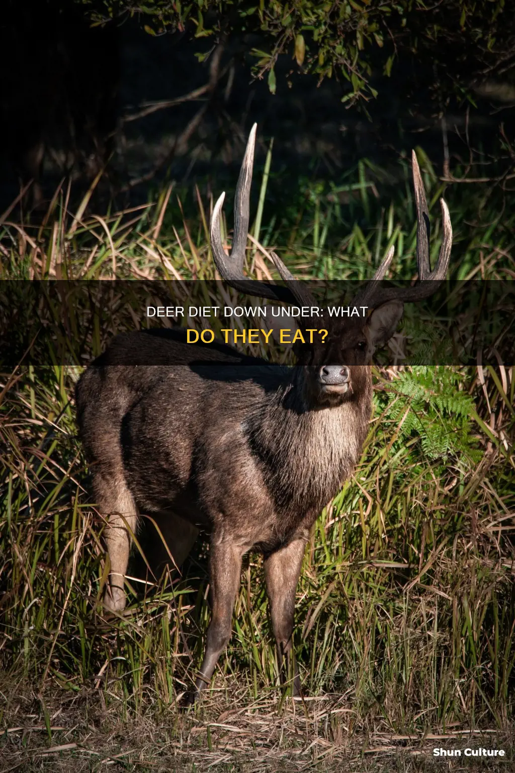 what do deers eat in australia