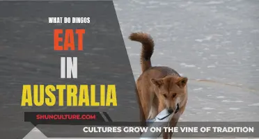 Dingos' Diet: What Do They Eat in Australia?