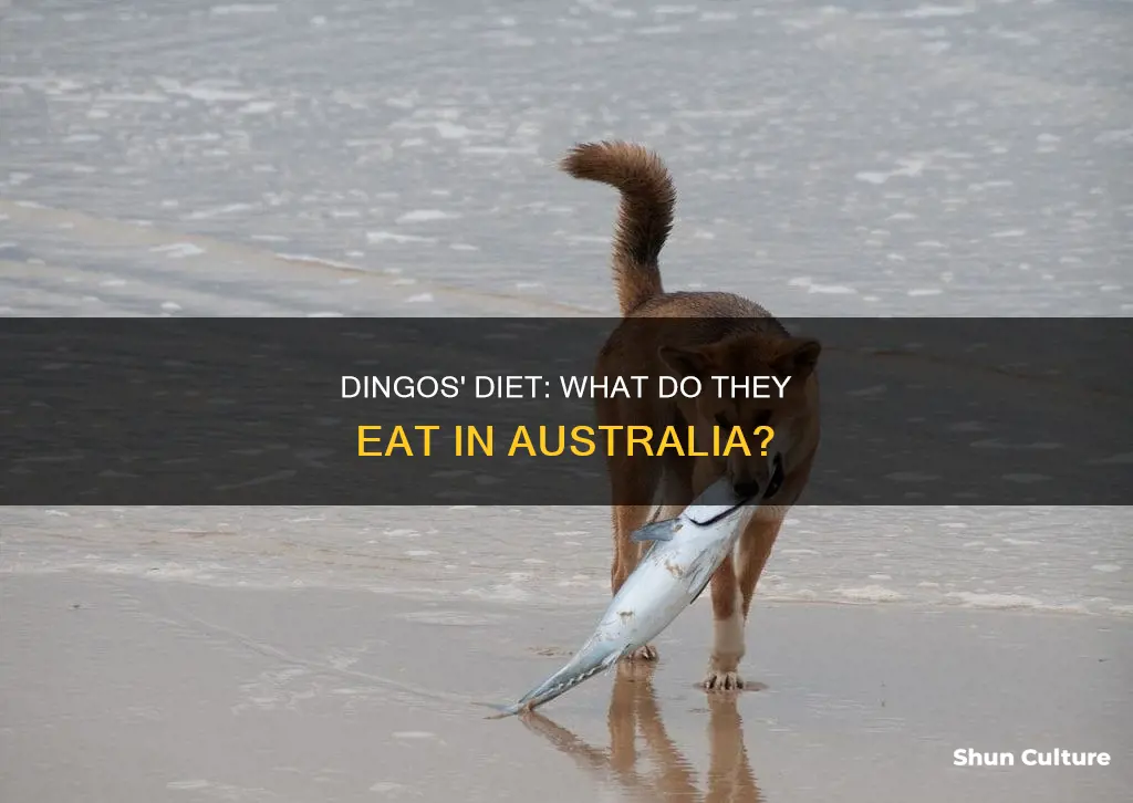 what do dingos eat in australia