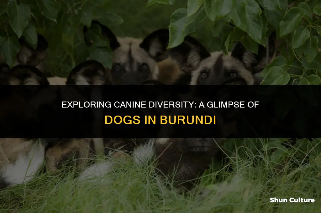 what do dogs look like in burundi
