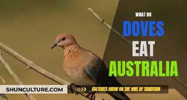 Doves' Diet Down Under: What Do They Eat in Australia?